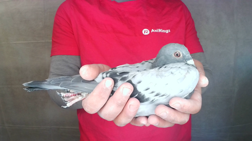 Pigeon image