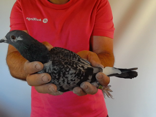 Pigeon image
