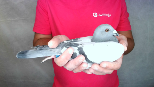 Pigeon image