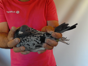 Pigeon image