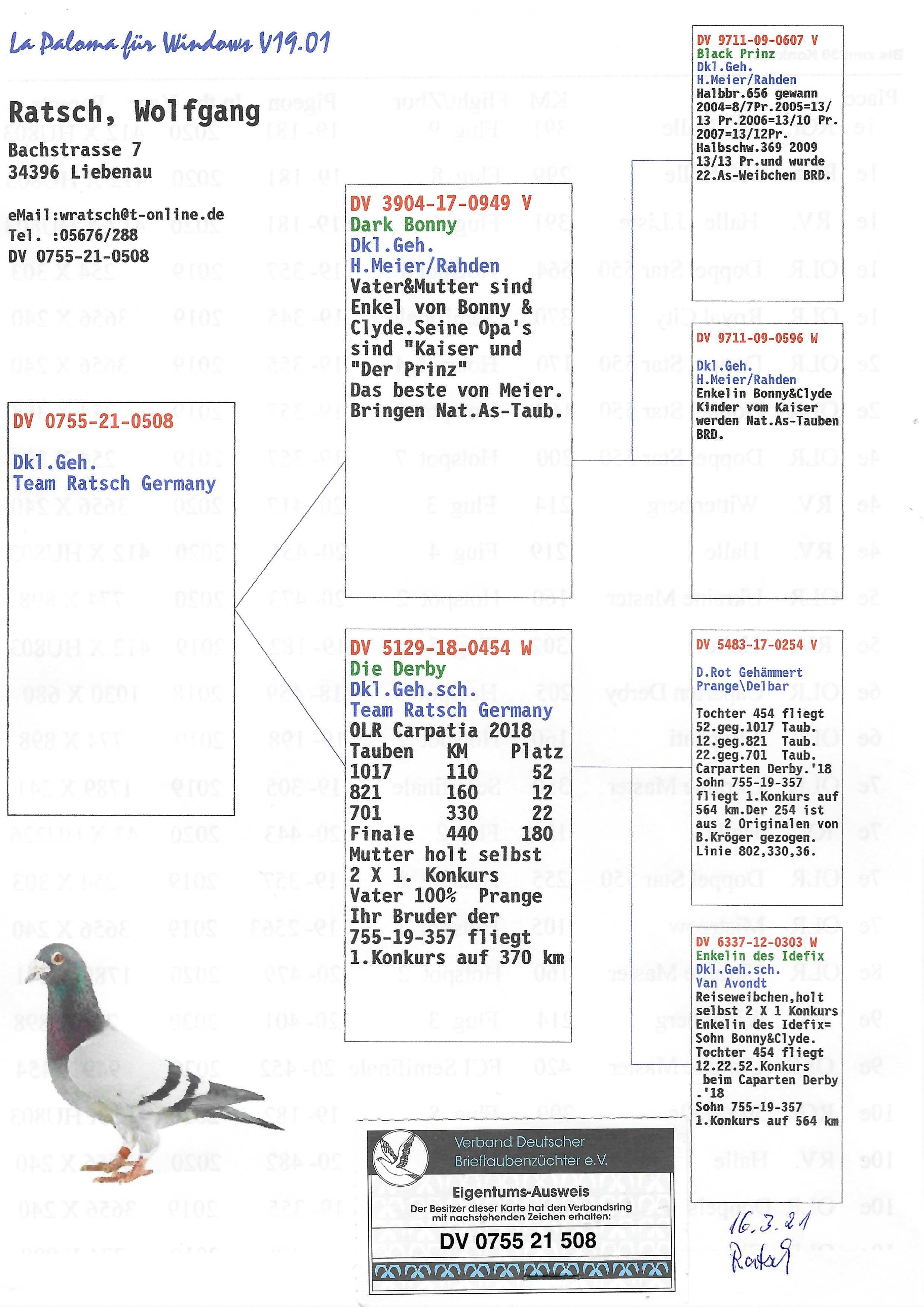 Pigeon pedigree image