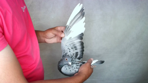 Pigeon image