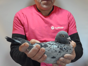 Pigeon image