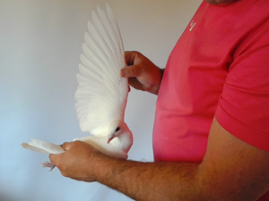 Pigeon image