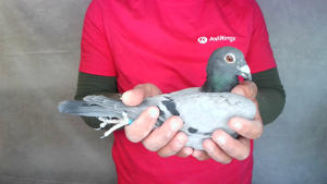 Pigeon image