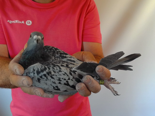 Pigeon image