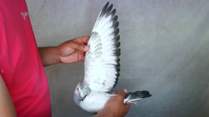 Pigeon image