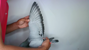 Pigeon image
