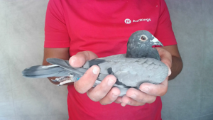 Pigeon image