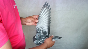 Pigeon image