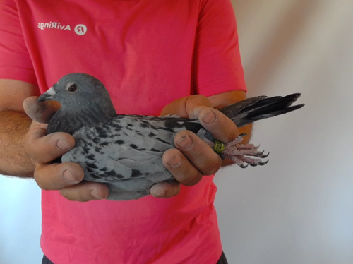 Pigeon image