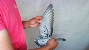 Pigeon image