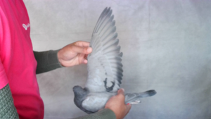 Pigeon image