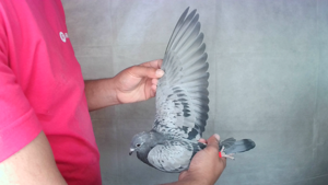 Pigeon image