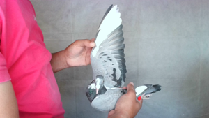 Pigeon image