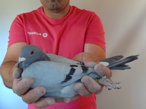 Pigeon image