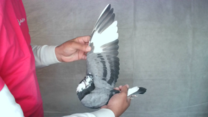 Pigeon image