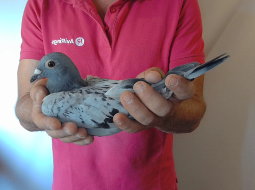 Pigeon image