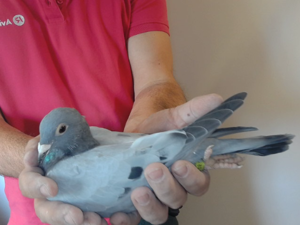 Pigeon image