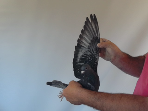 Pigeon image