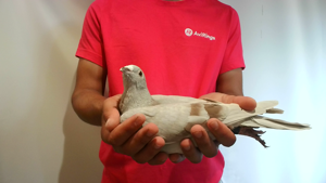 Pigeon image