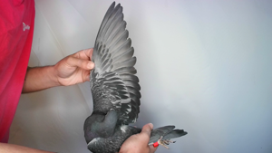 Pigeon image