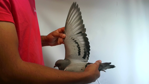 Pigeon image