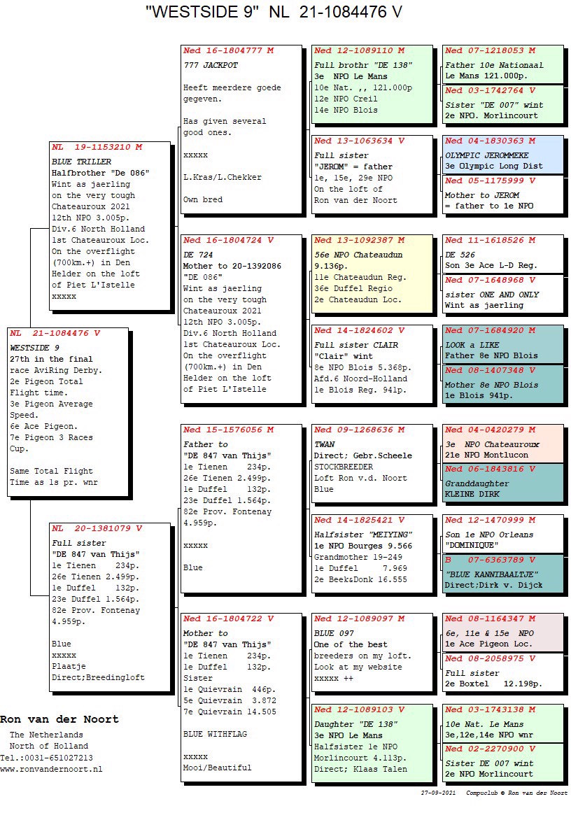 Pigeon pedigree image