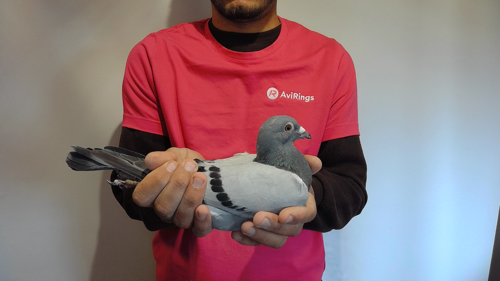 Pigeon image