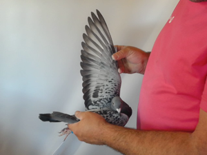Pigeon image