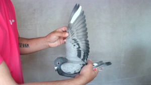 Pigeon image
