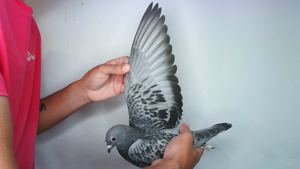 Pigeon image