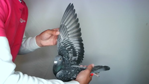 Pigeon image