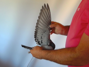 Pigeon image