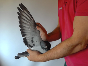 Pigeon image