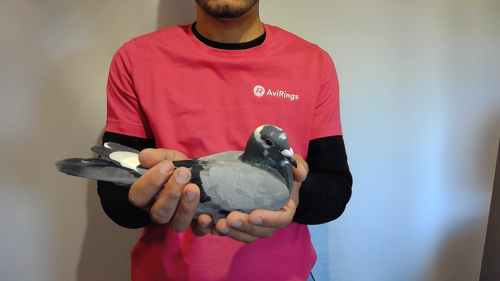 Pigeon image