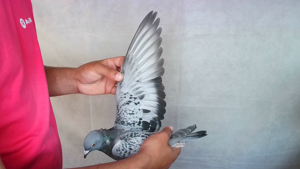 Pigeon image
