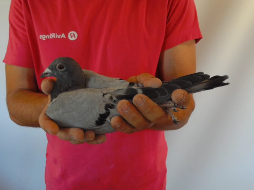 Pigeon image