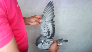 Pigeon image