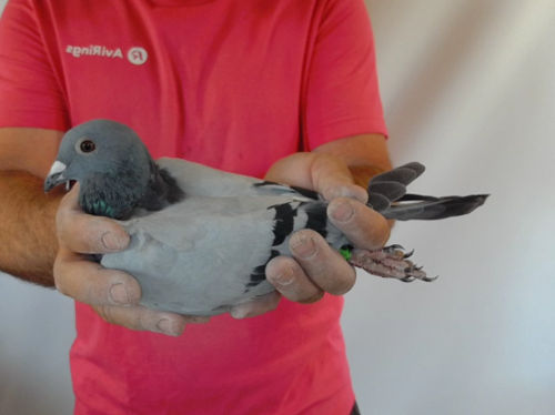 Pigeon image