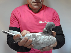 Pigeon image