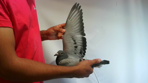 Pigeon image