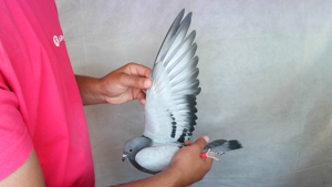 Pigeon image