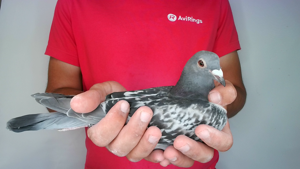 Pigeon image