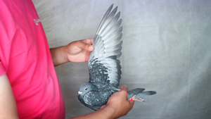 Pigeon image
