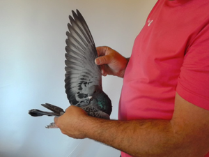 Pigeon image