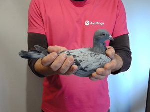 Pigeon image