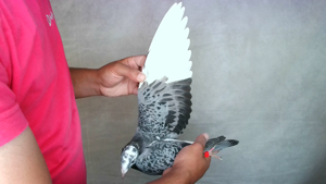 Pigeon image