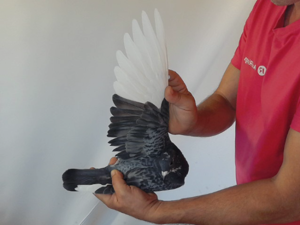 Pigeon image