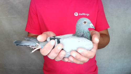Pigeon image